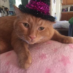 Meet your Posher, Donna